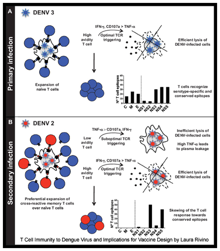 Original Antigenic Sin